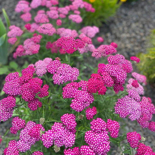 New Vintage™ Violet Yarrow