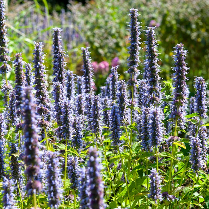 Black Adder Agastache