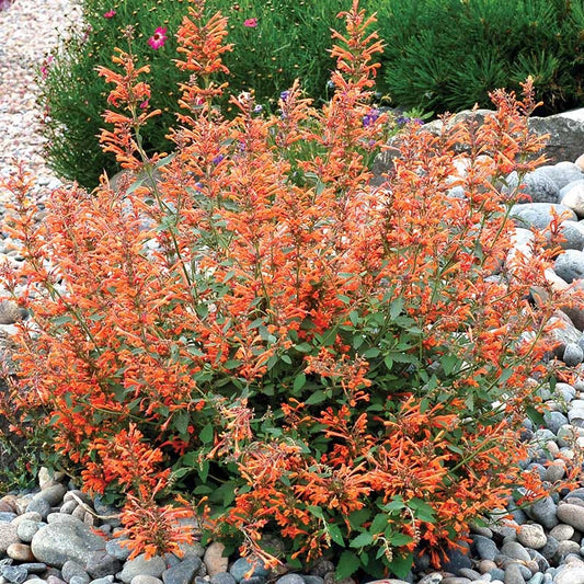 Kudos™ Mandarin Agastache