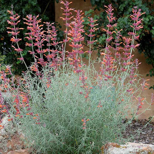 Plant Select® Waterwise Perennial Collection