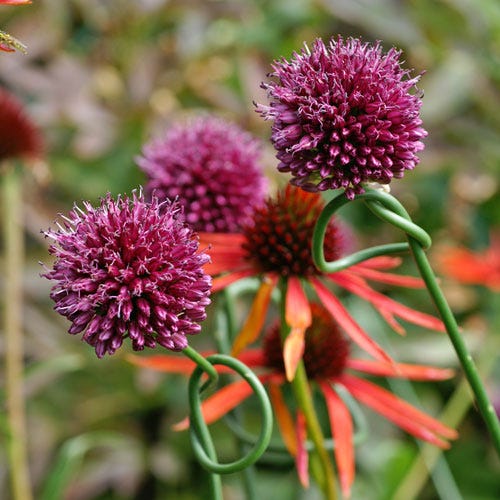 Drumstick Allium