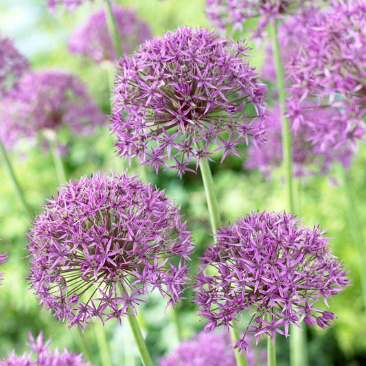 Violet Beauty Allium