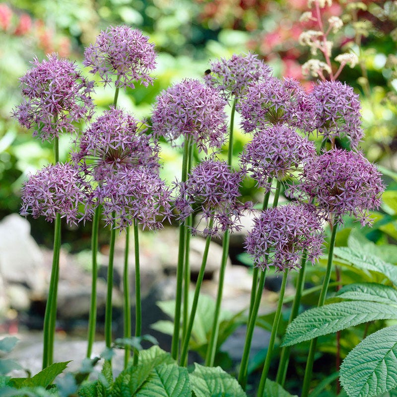 Violet Beauty Allium