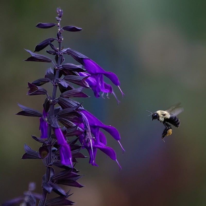 Amistad Salvia