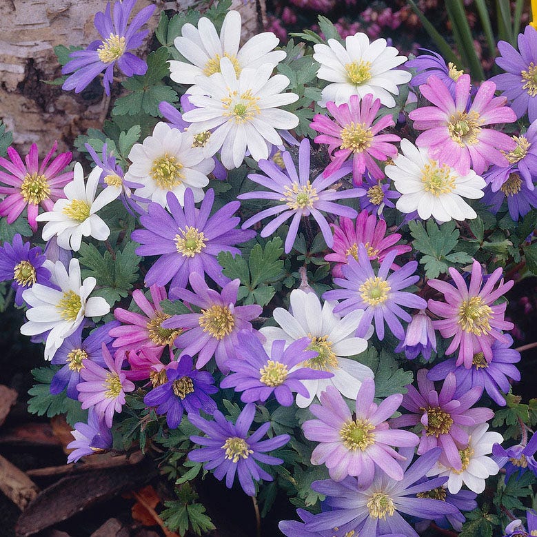 Anemone Blanda Mix
