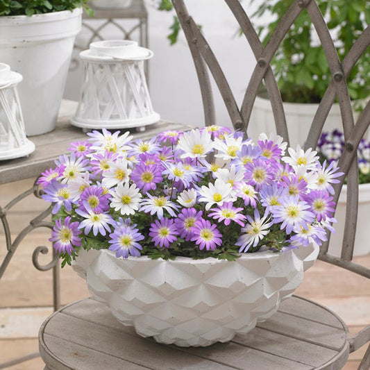 Anemone Blanda Mix