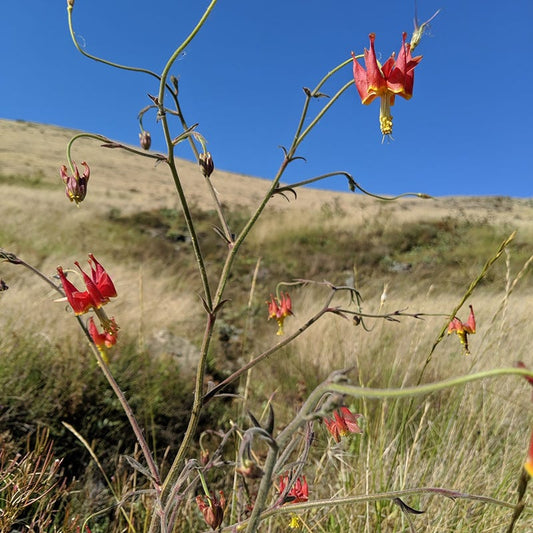 Serpentine Columbine