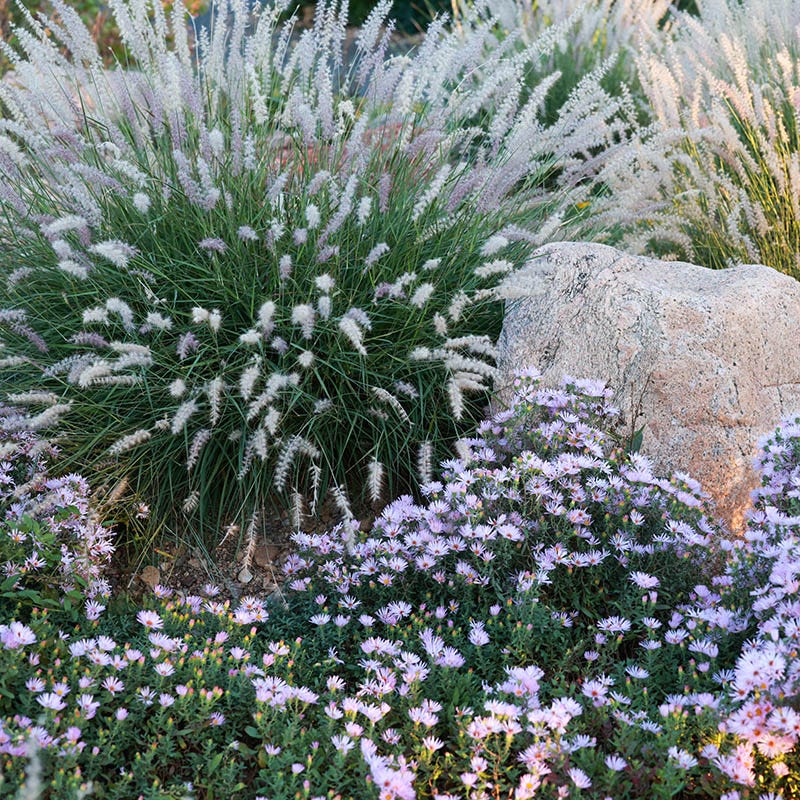 Dream Of Beauty Aromatic Aster