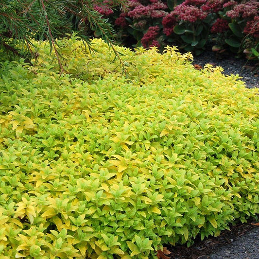 Aztec Gold Veronica