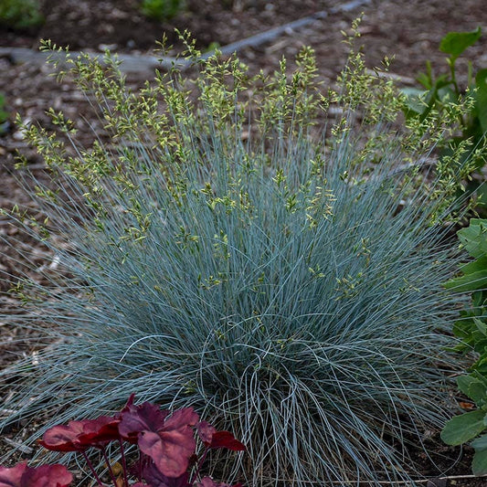 Blue Whiskers Fescue Grass