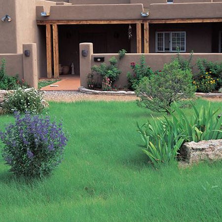 Hachita Blue Grama Grass Seed - 1 LB
