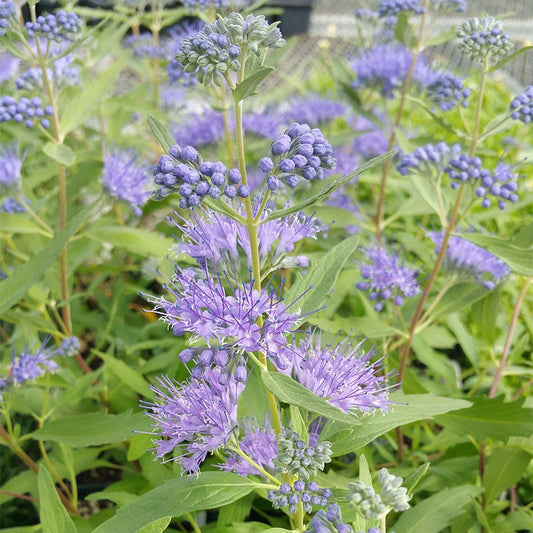 Butterfly Paradise Pre-Planned Cottage Garden
