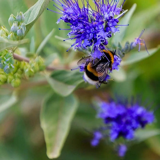 Dark Knight Caryopteris