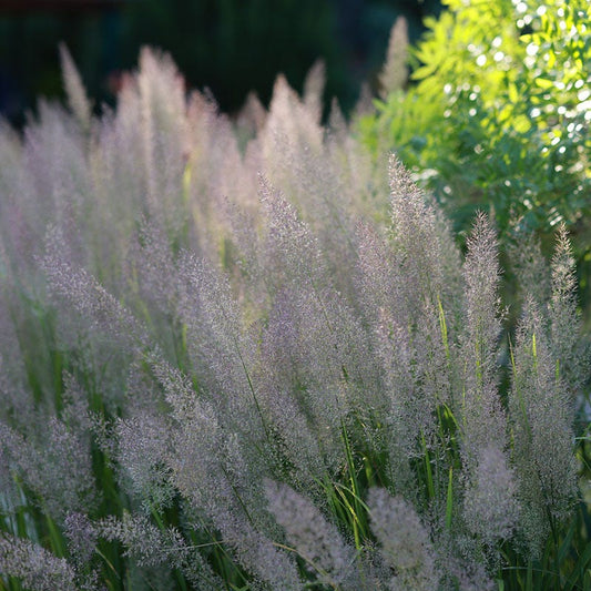 Caspian Feather Reed Grass