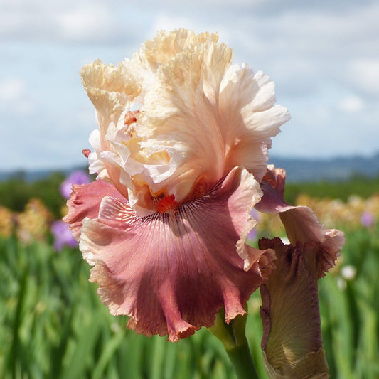 Champagne And Strawberries Bearded Iris