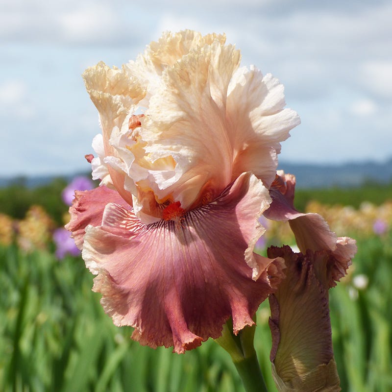 Champagne And Strawberries Bearded Iris