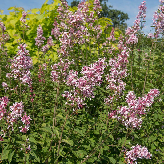 PINK ON REPEAT™ Littleleaf Lilac