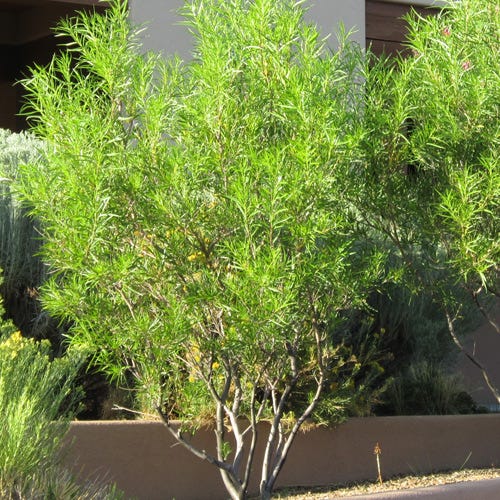 Hope Desert Willow