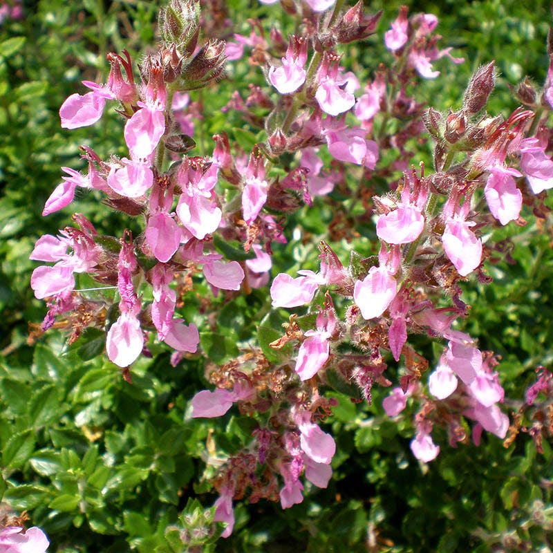 Compact Creeping Germander (Teucrium)