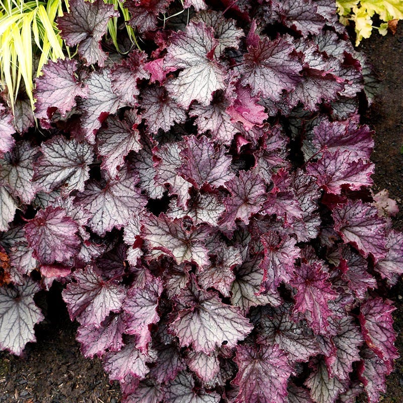 Dry Shade Groundcover Collection