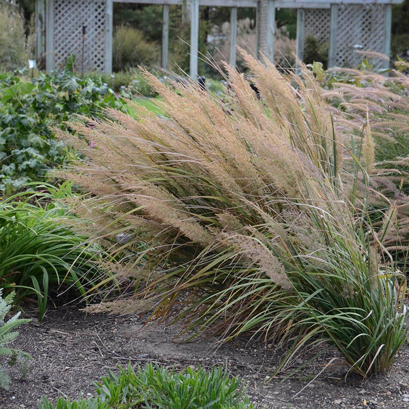 Caspian Feather Reed Grass