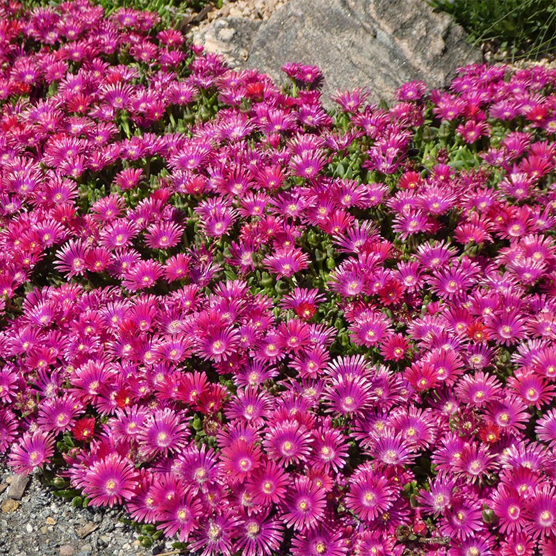 Granita® Raspberry Ice Plant