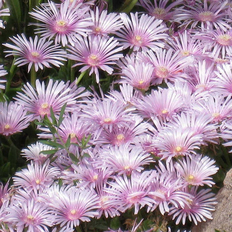 Lavender Ice Ice Plant