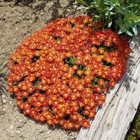 Granita® Orange Ice Plant