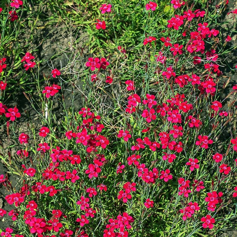 Flashing Lights Dianthus