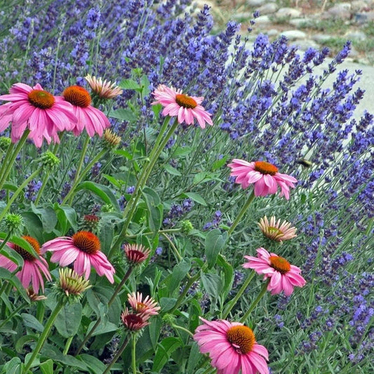 Mitcham Gray English Lavender