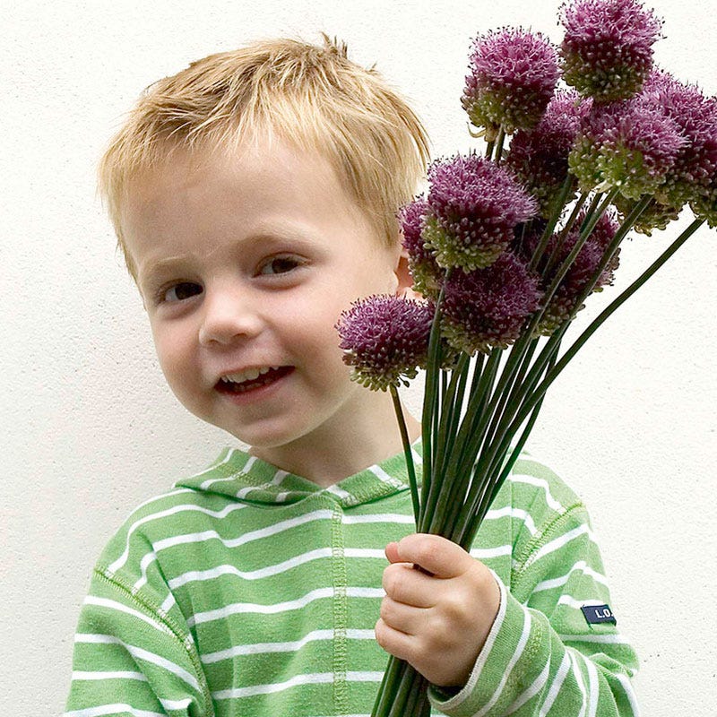 Drumstick Allium