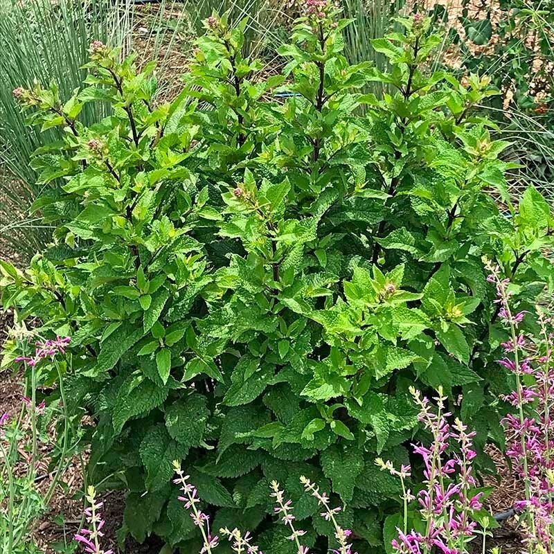Red Dwarf Joe Pye Weed (Eupatorium)