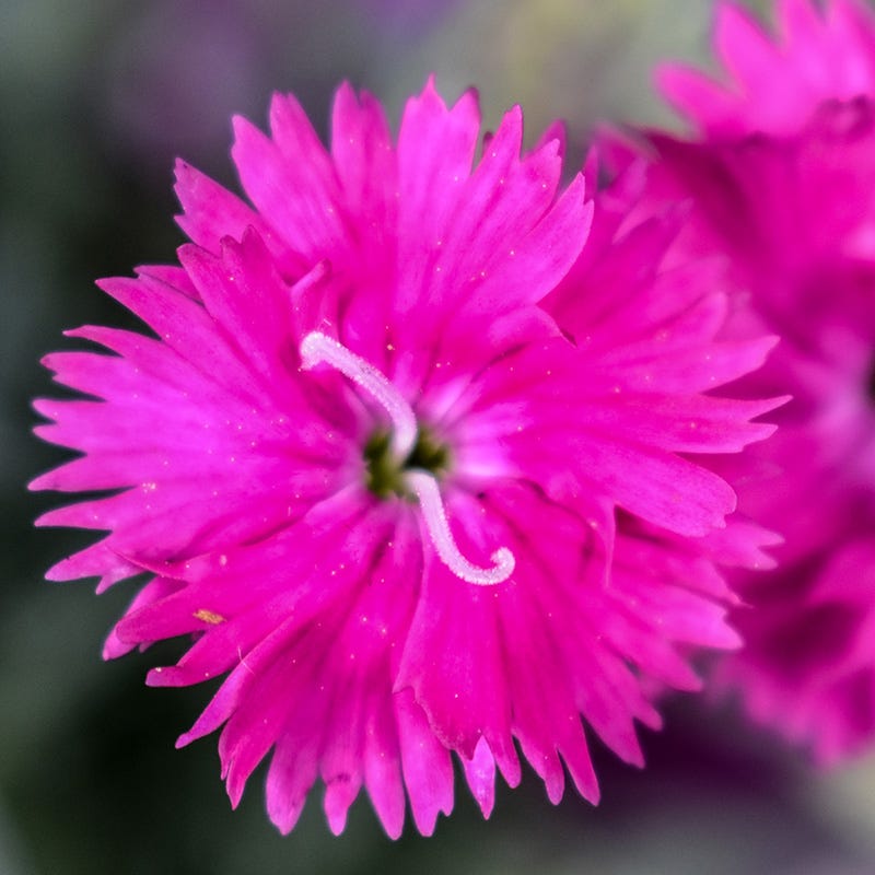 Firewitch Dianthus
