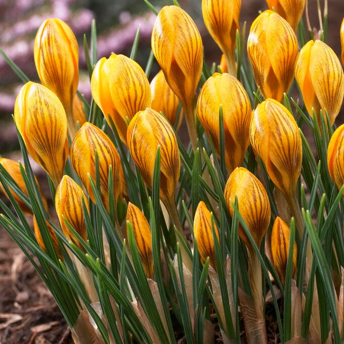 Fuscotinctus Snow Crocus