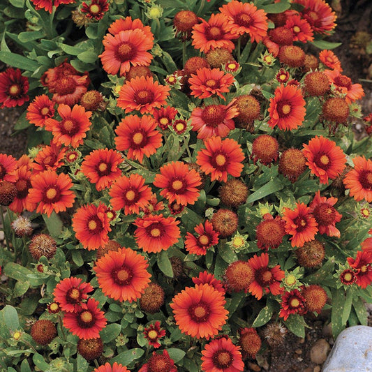 Arizona Red Shades Gaillardia