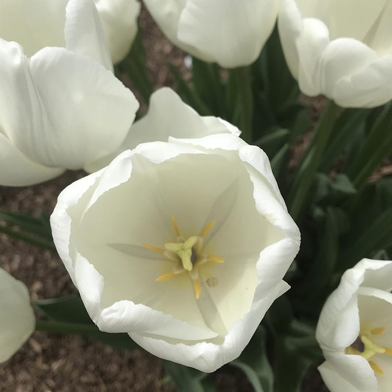 Hakuun Darwin Tulip