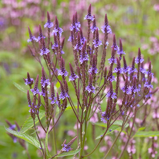 Native Dry Area Wildflower Seed Mix
