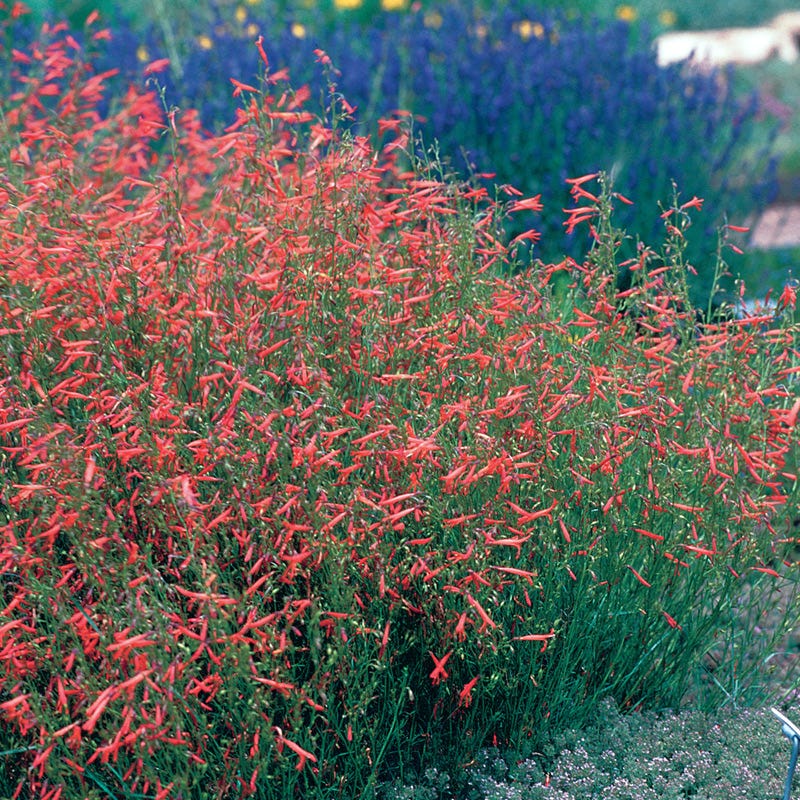 Pineleaf Penstemon
