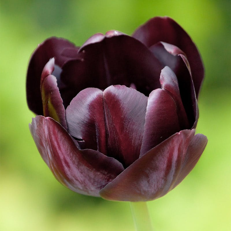Queen Of The Night Single Late Tulip