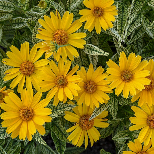 Sunstruck Heliopsis