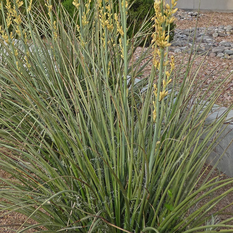 Yellow Flowering Texas Yucca (Hesperaloe)