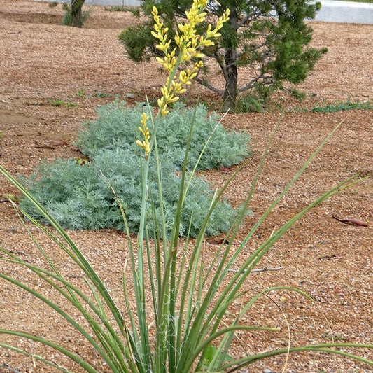 Yellow Flowering Texas Yucca (Hesperaloe)