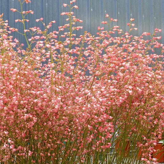 Weston Pink Coral Bells