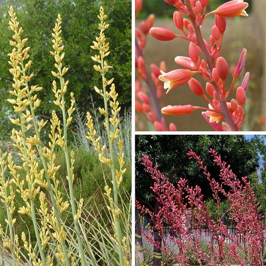Hummingbird Paradise Hesperaloe Collection