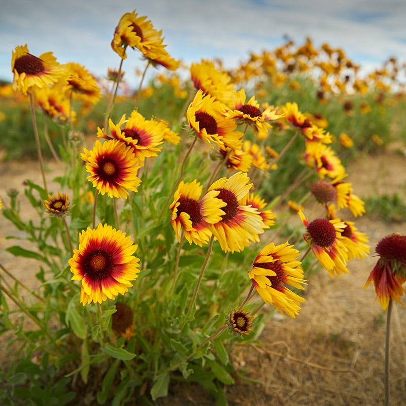 Dry Area Wildflower Seed Mix
