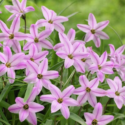 Charlotte Bishop Spring Starflower