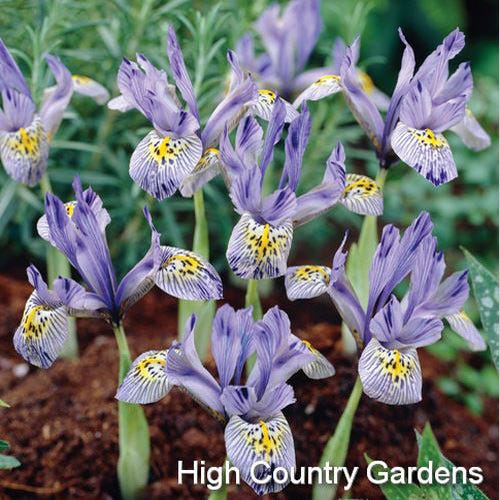 Katharine Hodgkin Specie Iris (Mini Iris)