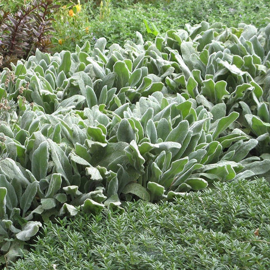 Helen Von Stein Lamb's Ear