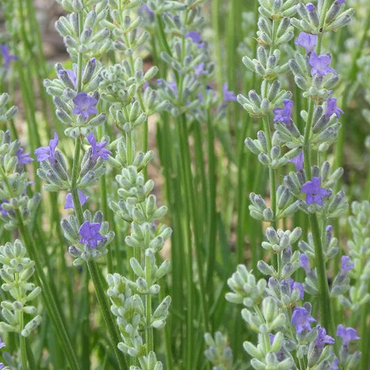 FlowerKisser® Delft Blue & White English Lavender