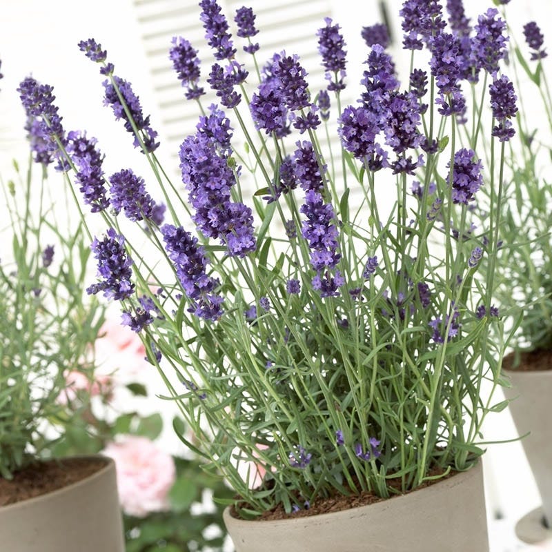 Hidcote Blue English Lavender
